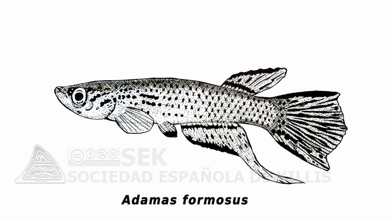 Adamas_formosus_-_Jose_Luis.jpg