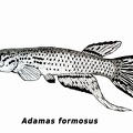 Adamas formosus - Jose Luis