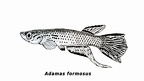 Adamas formosus - Jose Luis