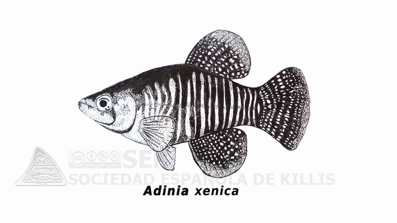 Adinia xenica - Jose Luis