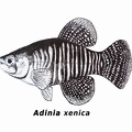 Adinia xenica - Jose Luis