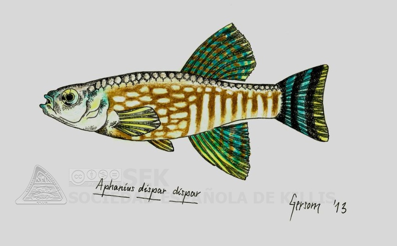 Aphanius_dispar_-_Gersom.jpg