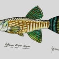 Aphanius dispar - Gersom