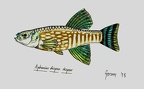 Aphanius dispar - Gersom