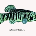 Aphanius iberus-1 - Jose Luis