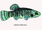 Aphanius iberus-1 - Jose Luis