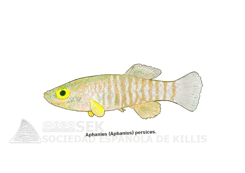 Aphanius_persicus_-_Jose_Luis.jpg