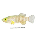 Aphanius persicus - Jose Luis