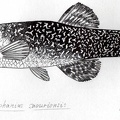 Aphanius saourensis - Gersom