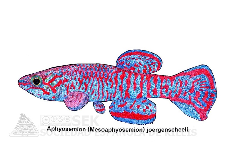 Aphyosemion_Mesoaphyosemion_joergenscheeli-1_-_Jose_Luis.jpg