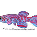 Aphyosemion Mesoaphyosemion joergenscheeli-1 - Jose Luis
