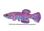 Aphyosemion Mesoaphyosemion joergenscheeli-1 - Jose Luis