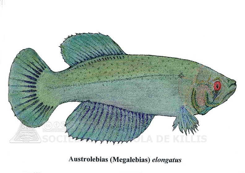 Austrolebia Elongatus - Jose Luis