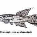 Chromaphyosemion riggembachi1 - Jose Luis