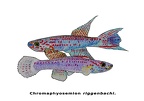 Chromaphyosemion riggembachi - Jose Luis