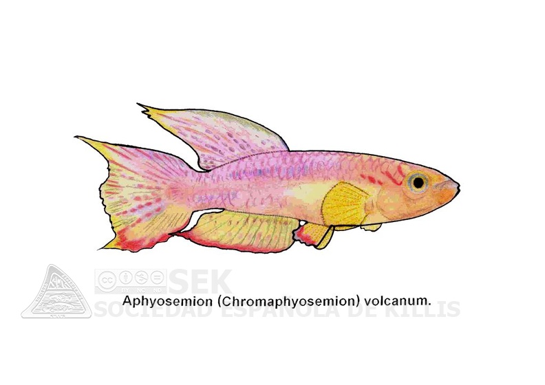 Chromaphyosemion volcanum - Jose Luis