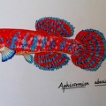 Diapteron abacinum - Gersom Monerris