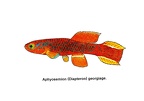 Diapteron georgiage - Jose Luis