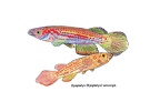 Epiplatys ansogii - Jose Luis