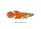 Epiplatys roloffi - Jose Luis