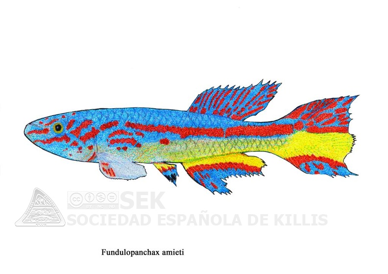 Fundulopanchax_-_Jose_Luis.jpg