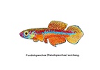 Fundulopanchax avichang - Jose Luis