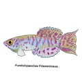 Fundulopanchax filamentosus - Jose Luis