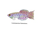 Fundulopanchax filamentosus - Jose Luis