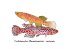 Fundulopanchax mafensis - Jose Luis