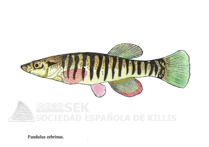 Fundulus_-_Jose_Luis.jpg