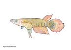 Lineatus - Jose Luis