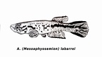 Mesoaphyosemion labarrei - Jose Luis