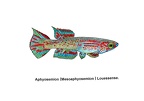 Mesoaphyosemion loussense - Jose Luis
