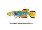 Mesoaphyosemion ocellatum - Jose Luis