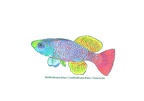 Nothobranchius foerschi - Jose Luis