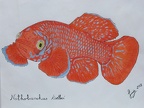 Nothobranchius kadleci - Jose Luis