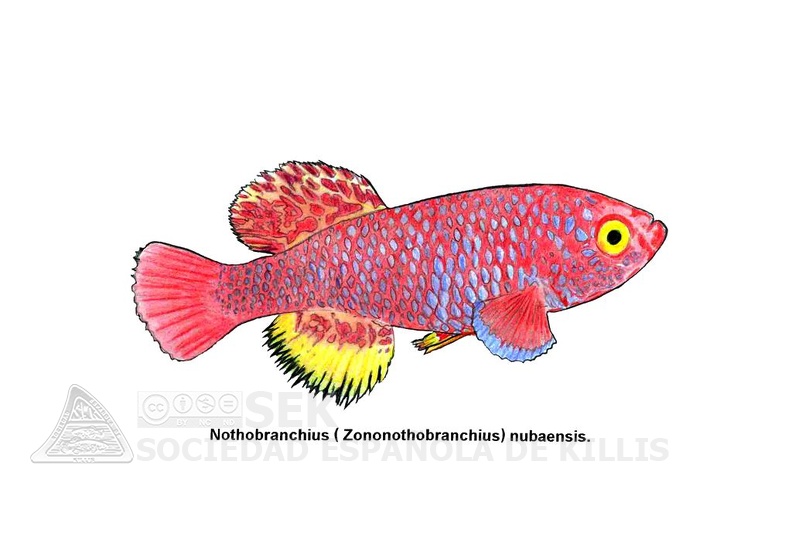 Nothobranchius nubaensis Jose Luis Sociedad Española de Killis (SEK