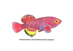 Nothobranchius nubaensis - Jose Luis