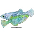 Platypanchax modestus - Jose Luis