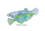 Platypanchax modestus - Jose Luis