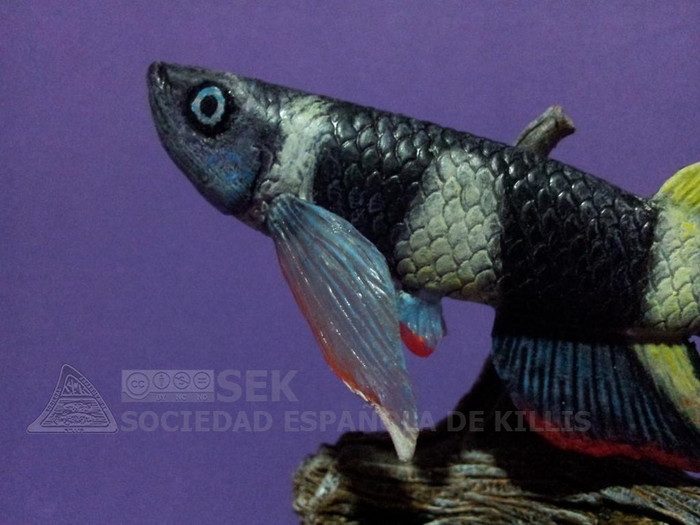 Pseudoepliplatys annulatus - Rafa Cervantes 