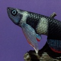 Pseudoepliplatys annulatus - Rafa Cervantes 