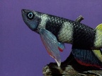 Pseudoepliplatys annulatus - Rafa Cervantes 