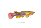 Rivulus irisdescens - Jose Luis