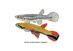 Rivulus xiphidius - Jose Luis