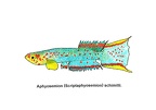 Scriptaphyosemion schimitti - Jose Luis