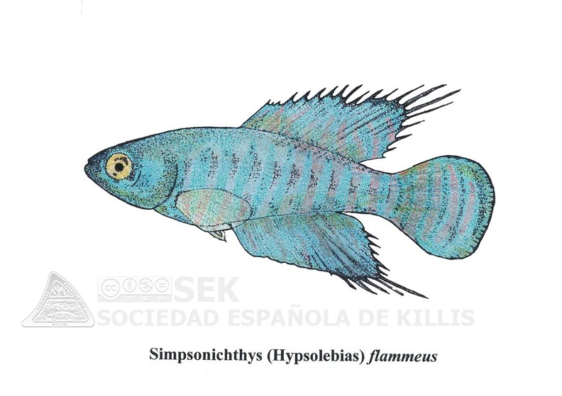 Simpsonichthys Flammeus - Jose Luis