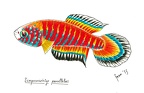 Simpsonichtys parallelus - Gersom
