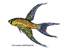Terranatos dolichopterus - Jose Luis