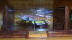 Trofeo mejor pez XIX convencion SEK - Rafa Cervantes